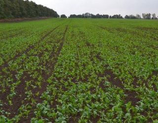 Посіви озимого ріпаку на Миколаївщині ‒ переважно у незадовільному стані